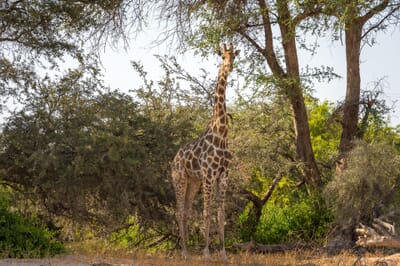 Damaraland Camp Damaraland Namibia Luxury Family Safaris
