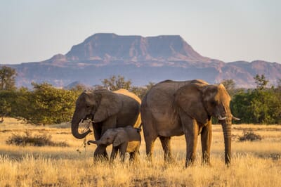 Damaraland Camp Damaraland Namibia Luxury Family Safaris