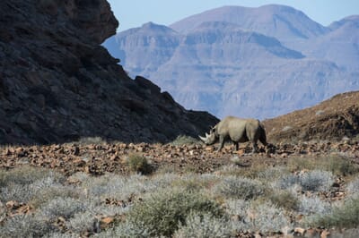 Damaraland Camp Damaraland Namibia Luxury Family Safaris