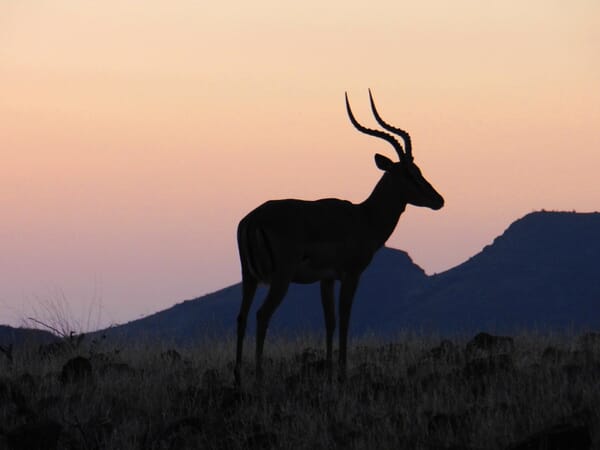 Etendeka Mountain Camp Damaraland Namibia Luxury Family Safaris