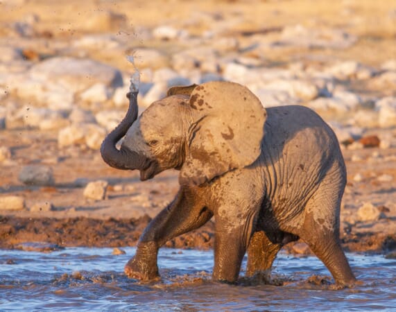 Mushara Bush Camp Etosha Namibia Luxury Family Safaris