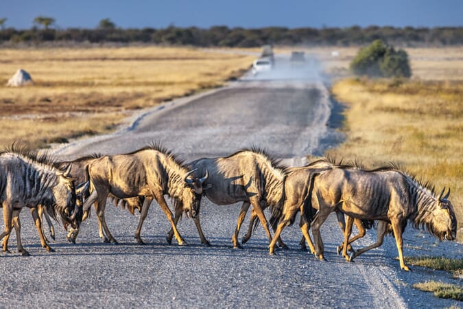 Mushara Bush Camp Etosha Namibia Luxury Family Safaris