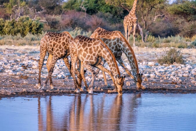 Mushara Bush Camp Etosha Namibia Luxury Family Safaris