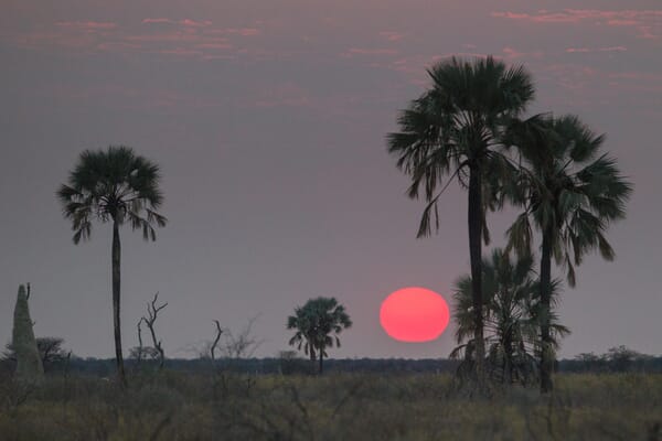 Onguma Bush Camp Etosha Namibia Luxury Family Safaris