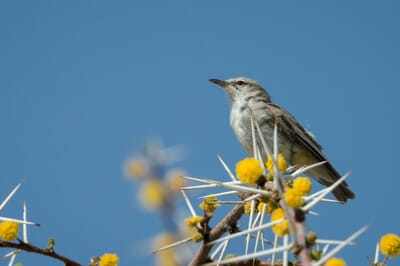 Safarihoek Lodge Etosha Namibia Luxury Family Safaris