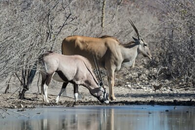 Safarihoek Lodge Etosha Namibia Luxury Family Safaris