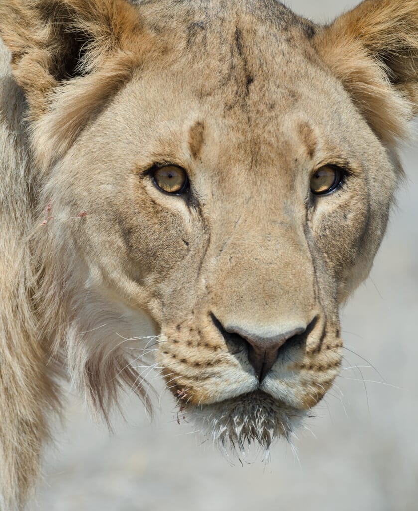 Safarihoek Lodge Etosha Namibia Luxury Family Safaris