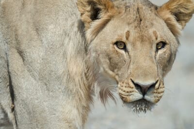 Safarihoek Lodge Etosha Namibia Luxury Family Safaris