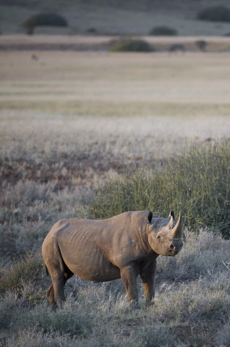 Desert Rhino Camp Damaraland Namibia Luxury Family Safaris