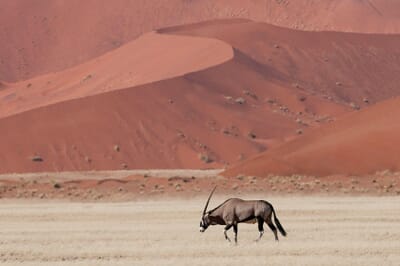 Kulala Desert Lodge Sossusvlei Namibia Luxury Family Safaris