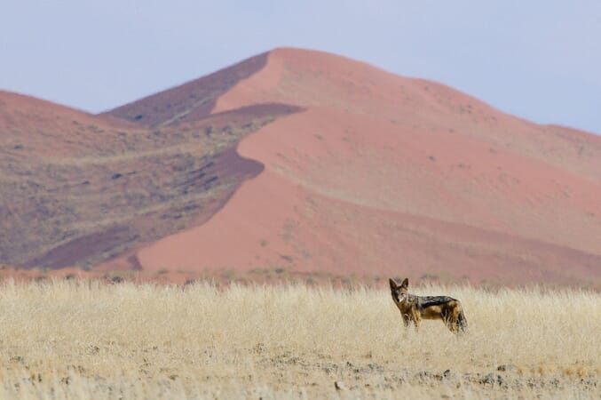 Kulala Desert Lodge Sossusvlei Namibia Luxury Family Safaris