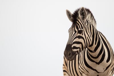 Onguma Bush Camp Etosha Namibia Luxury Family Safaris