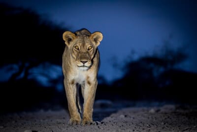 Onguma Bush Camp Etosha Namibia Luxury Family Safaris