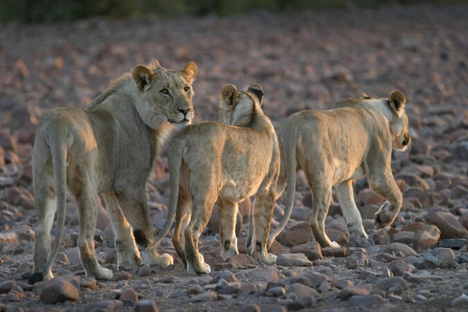 Etendeka Mountain Camp Damaraland Namibia Luxury Family Safaris