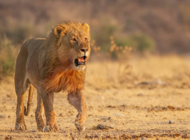 Mushara Bush Camp Etosha Namibia Luxury Family Safaris