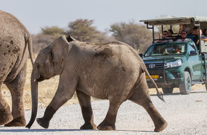 Mushara Bush Camp Etosha Namibia Luxury Family Safaris
