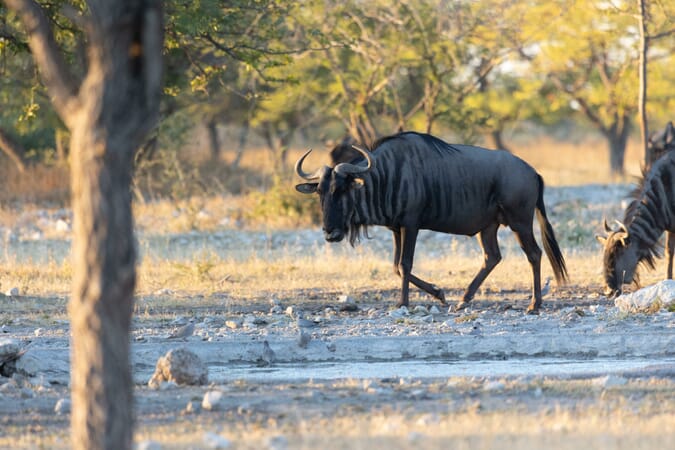 Etosha Oberland Lodge Namibia Luxury Family Safaris