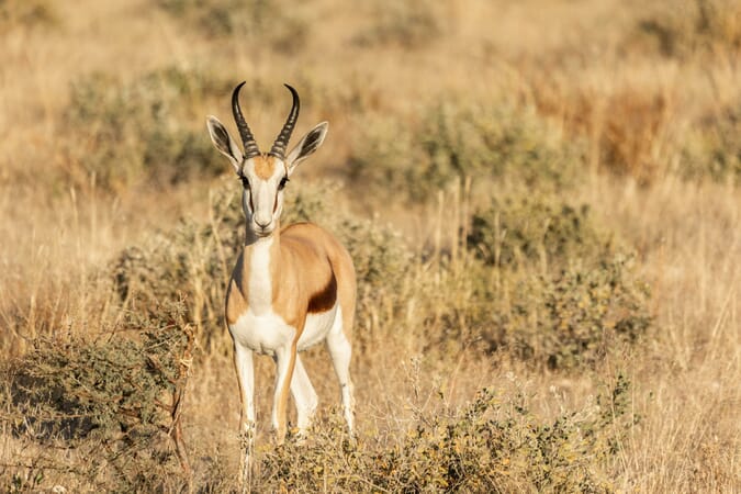 Etosha Oberland Lodge Namibia Luxury Family Safaris