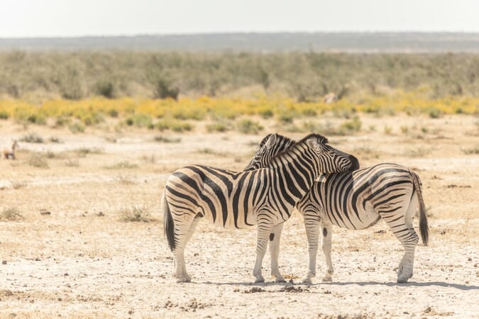 Etosha Oberland Lodge Namibia Luxury Family Safaris