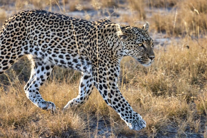 Mushara Bush Camp Etosha Namibia Luxury Family Safaris