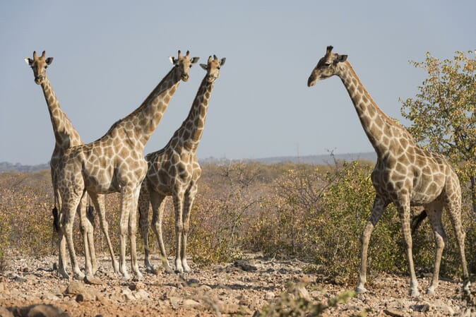Ongava Lodge Etosha Namibia Luxury Family Safaris