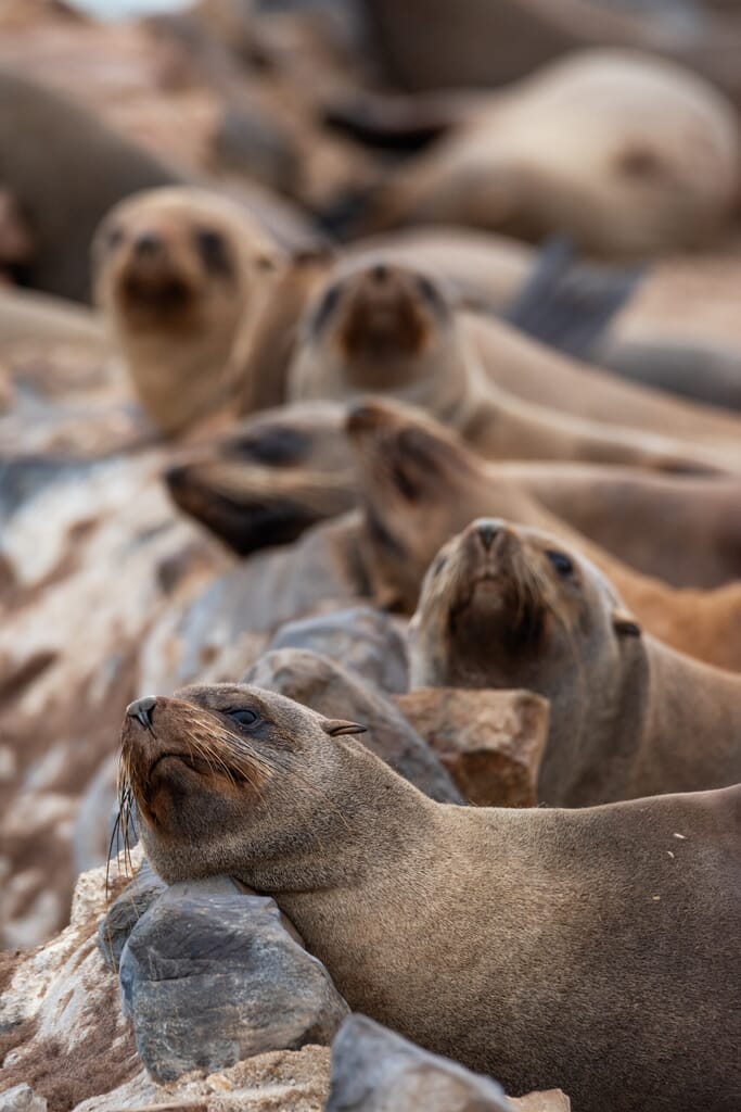 Swakopmund Luxury Family Safaris