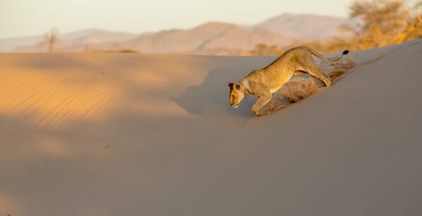 Damaraland Luxury Family Safaris