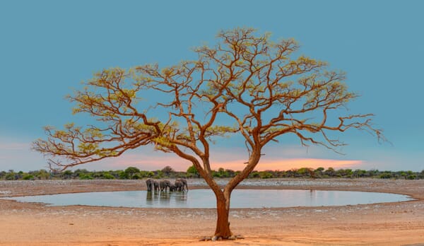 Etosha National Park Luxury Family Safaris Namibia