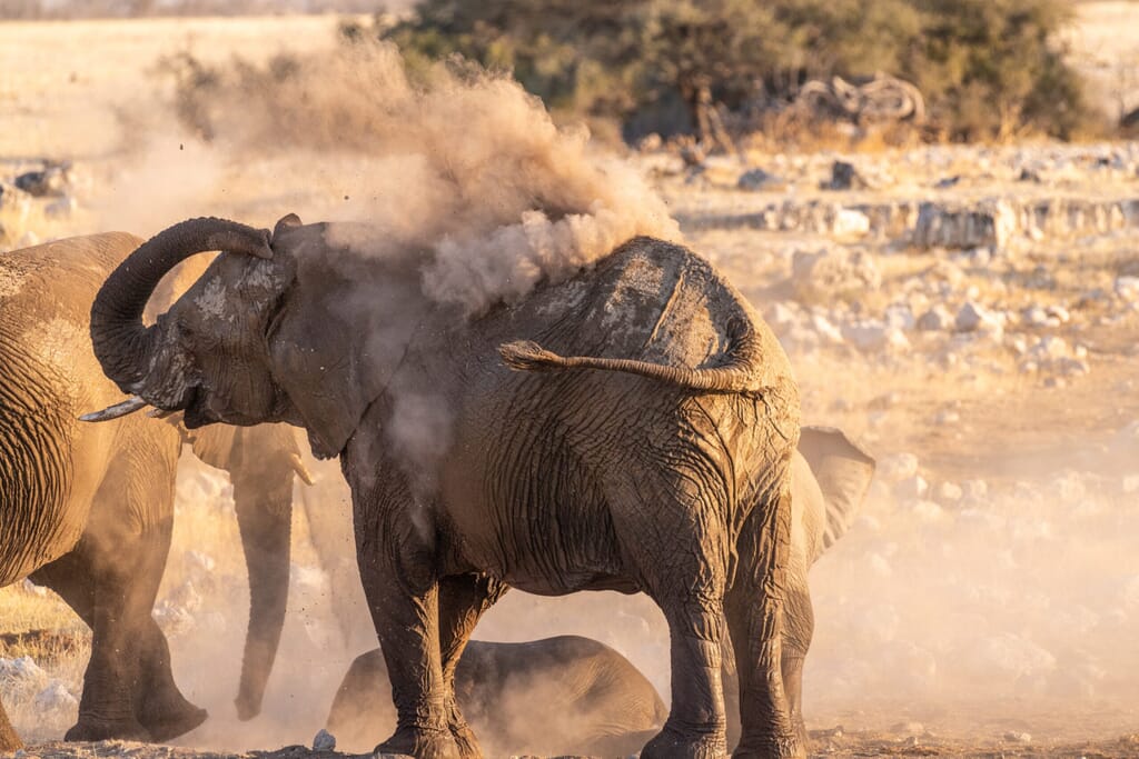 Etosha National Park Luxury Family Safaris Namibia