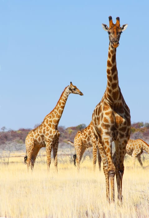 Etosha National Park Luxury Family Safaris Namibia