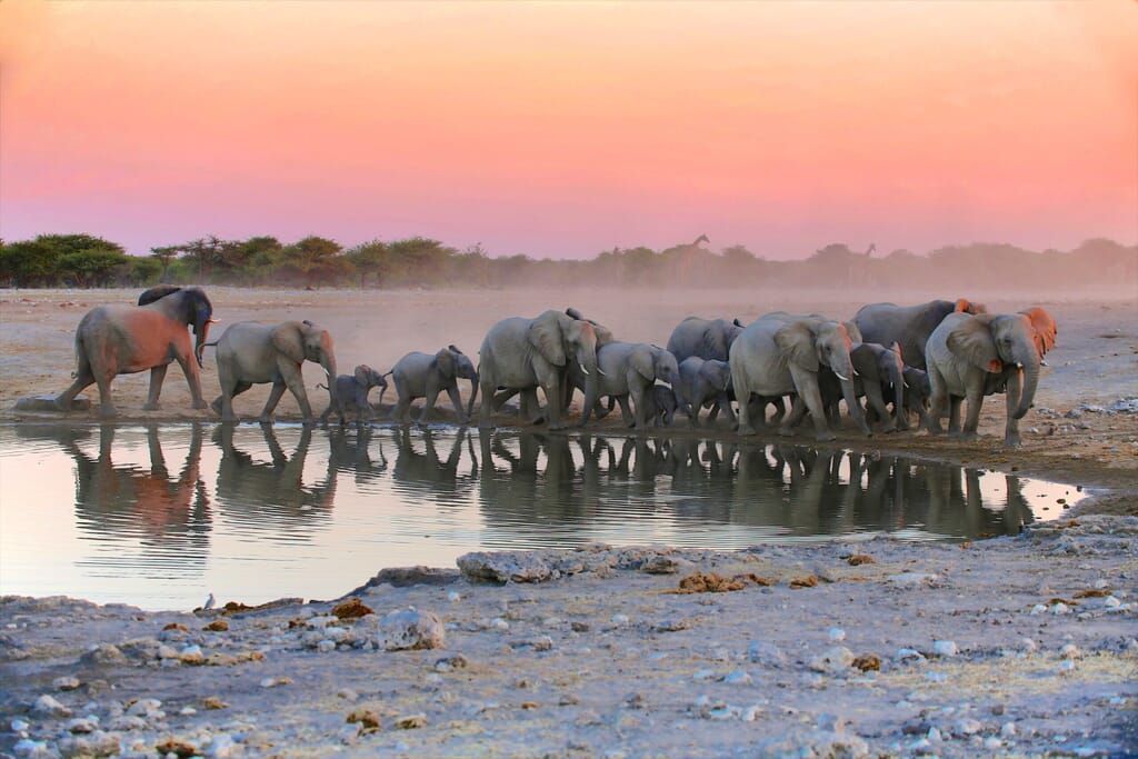 Etosha National Park Luxury Family Safaris Namibia