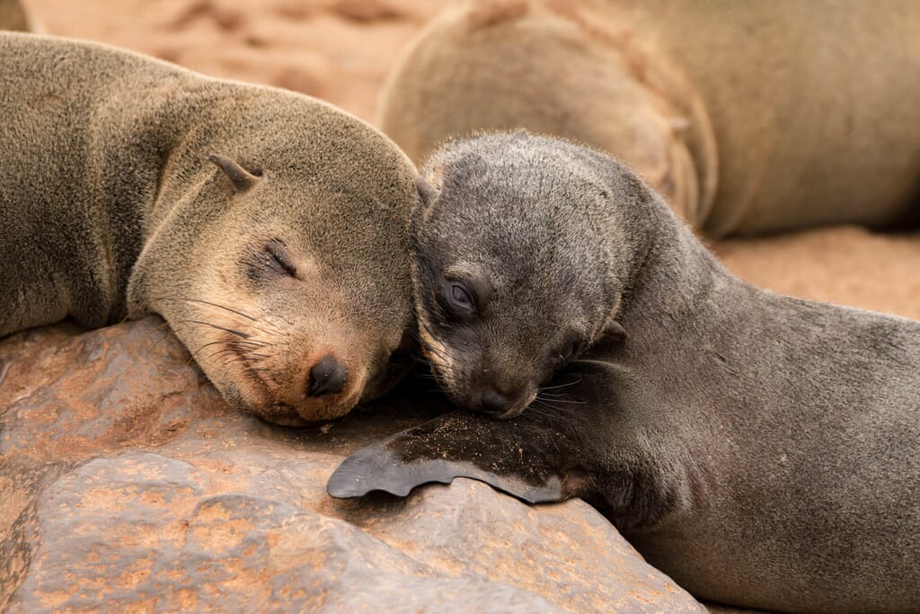 Swakopmund Luxury Family Safaris