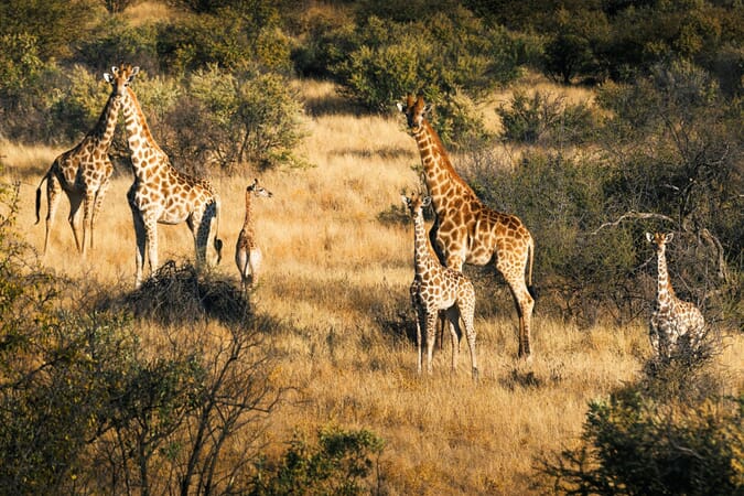 Omaanda Lodge Windhoek Namibia Luxury Family Safaris