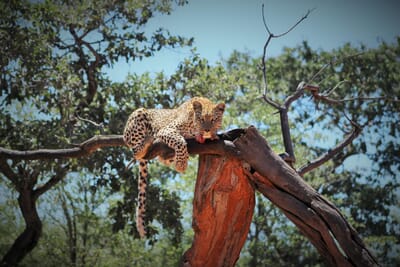Okonjima Bush Suite Namibia Luxury Family Safaris