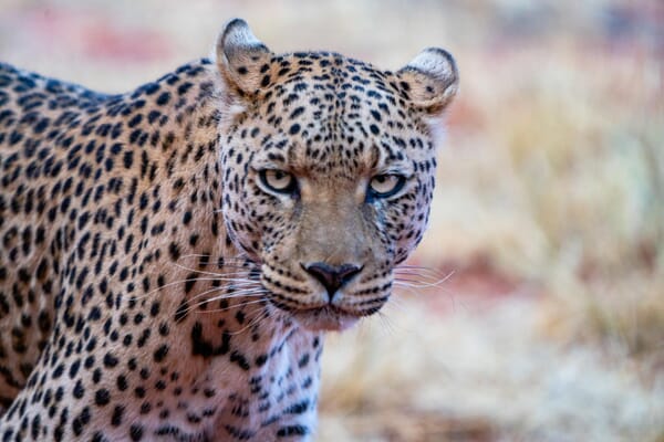 Okonjima Bush Suite Namibia Luxury Family Safaris