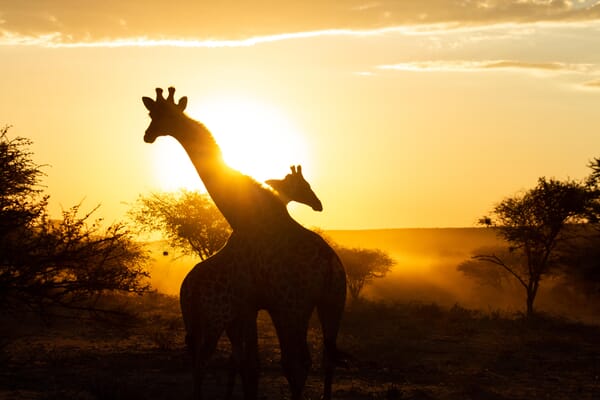 Okonjima Plains Camp Central Namibia Luxury Family Safaris