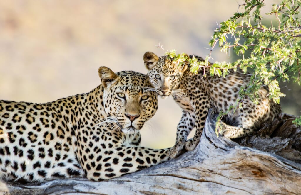 Okonjima Plains Camp Central Namibia Luxury Family Safaris