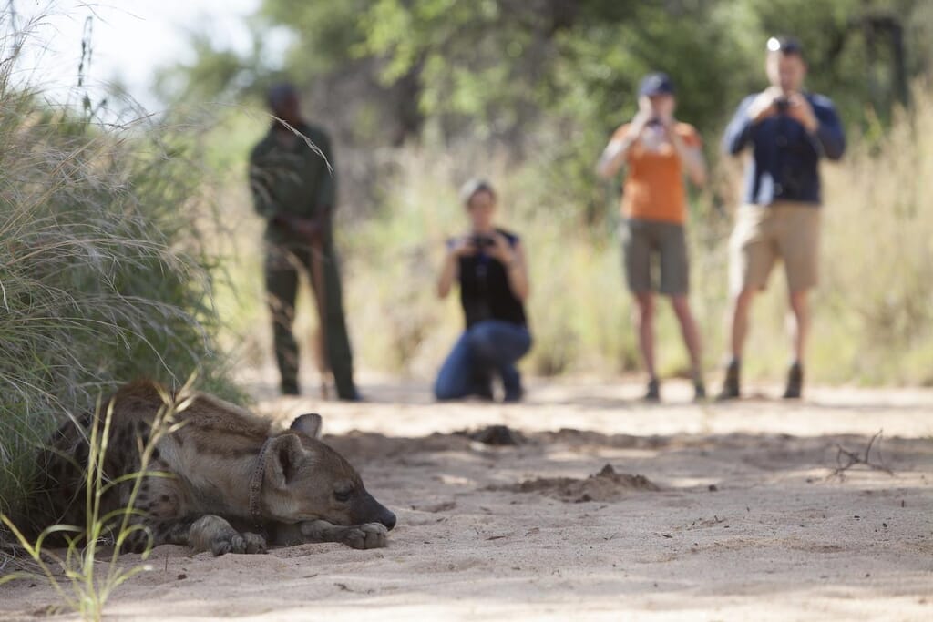 Okonjima Plains Camp Central Namibia Luxury Family Safaris