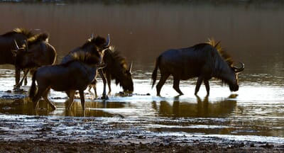 Okonjima Bush Suite Namibia Luxury Family Safaris