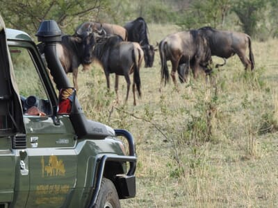 Instinct of the Mara Masai Mara Luxury Family Safaris Kenya Coral Tree Travel