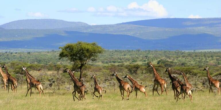 Encounter Mara Camp Masai Mara Luxury Family Safaris Kenya Coral Tree Travel