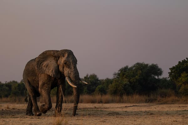 Kulandila Camp Luxury Family Safaris Zambia Coral Tree Travel