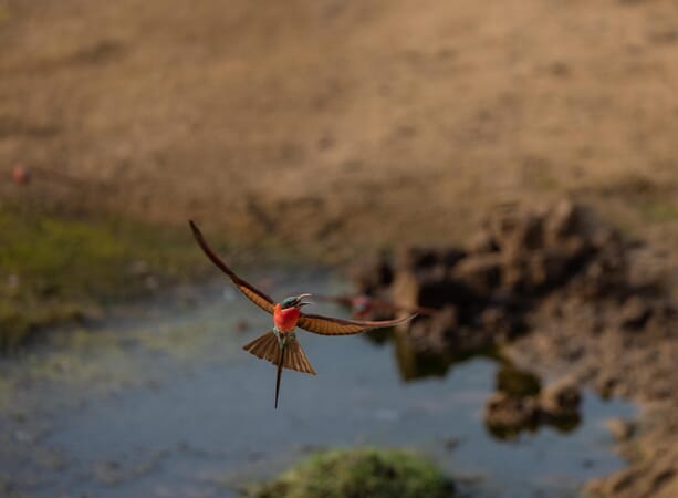 Kulandila Camp Luxury Family Safaris Zambia Coral Tree Travel