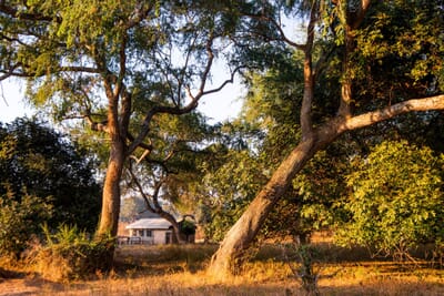 Flatdogs Camp Luxury Family Safaris Zambia Coral Tree Travel