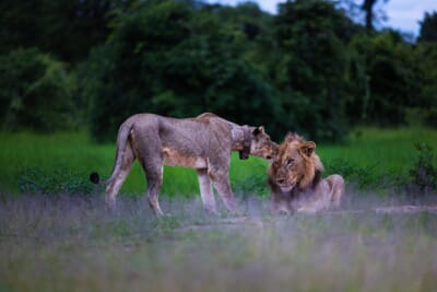 Sungani Lodge Luxury Family Safaris Zambia Coral Tree Travel