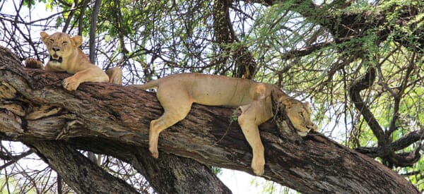 Elewana-Elsa-s-Kopje-Meru.jpg?w=600&h=275&scale