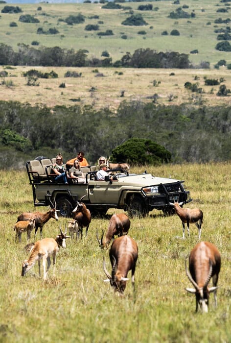 Eastern Cape Game Reserves South Africa Coral Tree Travel