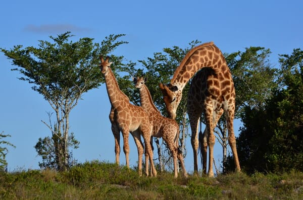 Eastern Cape Game Reserves South Africa Coral Tree Travel