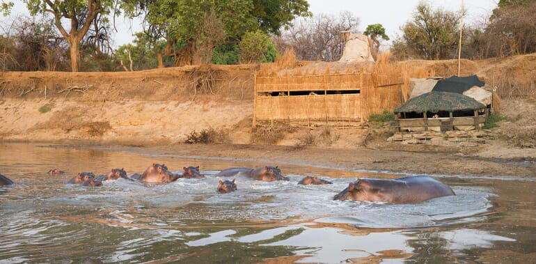 Kaingo Camp Luxury Family Safaris Zambia Coral Tree Travel