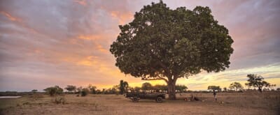 Lion Camp Luxury Family Safaris Zambia Coral Tree Travel